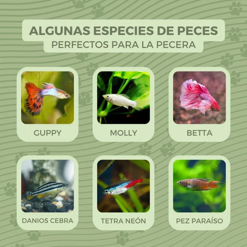 Kleines rundes Aquarium | PET-Öko | 4L | Kleine Fische | Einfache Reinigung | 20x20x17,5 cm | Wassergarten | Nemo | Mobiclinic